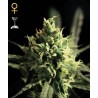 Lemon Skunk - Seeds FEM. 5 stk..