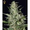 Super Critical auto FEM. 5 stk