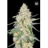 Super skunk feminiseret