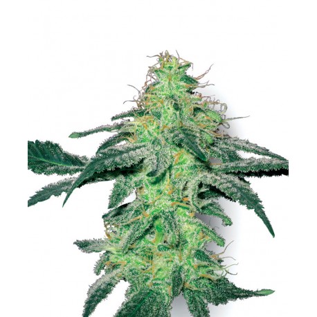 Purple Bud fra White label Feminiseret