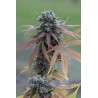 BLUE KUSH AUTOFLOWER