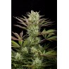 DEEP CHEESE 5 stk feminiseret