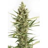 Amnesia XXL Autoflowering 5 stk