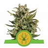 White Widow Auto fra Royal Q. 5 stk.