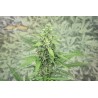 Hermana de la Noche 3 stk. fra Superstrains