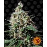 Peppermint Kush