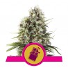 Chocolate Haze 5 stk fem.