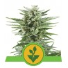 Easy Bud autoflower 5 stk.