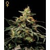 King's Kush Feminiest. 5 stk.