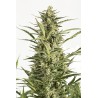 Critical Jack Autoflowering 3 stk.