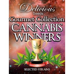 Gourmet Collection Cannabis Winners 2. 3 x 3 stk