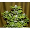 Bubba Kush 3 stk. fra seedsman
