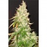 Northern Soul 3 stk. Feminised fra SEEDSMAN