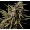 Nemesis 3 stk. Feminised fra SEEDSMAN