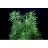 Peyote Zkittlez 5 stk Feminised