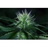 3 stk. Doctor Seedsman CBD 30:1 Feminised