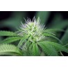 L.A. Peyote Kush 5 stk Feminised
