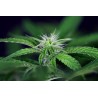 Peyote Forum 5 stk Feminised