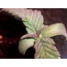 Purple Ghost Candy 5 stk. Feminised