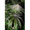 Alaskan Purple 5 stk. Feminised
