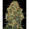 Wedding Cake Feminised Seeds 1 stk.