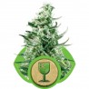 Royal Critical Auto Feminised 3 stk.