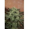 Lemon Auto 5 stk Feminised