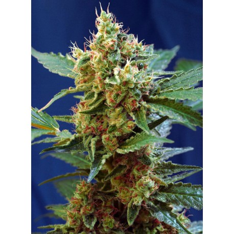 Cream Mandarine XL Auto 3+1