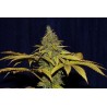 Jack Herer Fast 5 stk. Feminised