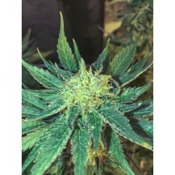 White Widow FAST 5 stk. Feminised