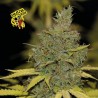 Badazz OG Cheese Feminised.