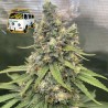 The White OG 5 stk. Feminised