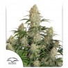 Critical Orange Punch auto 3 stk.