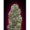 Bubble Gum Feminised Seeds 5 stk.