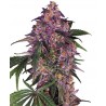 Sensi Purple Kush Feminized 3 stk.