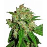 Sensi skunk feminieset 5 stk.
