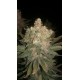 Black Domina Feminised Seeds