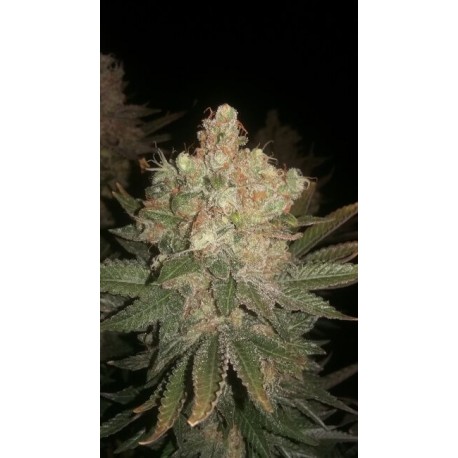 Black Domina Feminised Seeds