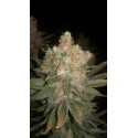 Black Domina Feminised Seeds