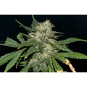 Northern Lights Feminised Seeds