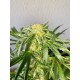 Jack Herer Feminised Seeds