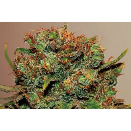 Big Bud Feminised Seeds