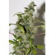 Purple Haze Feminised Seeds