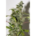 Purple Haze Feminised Seeds