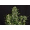 Do-Si-Dos Auto Feminised Seeds