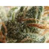 Zkittlez x Gorilla Auto Feminised Seeds