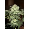 Watermelon Auto Feminised Seeds