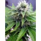 Critical Jack Feminised Seeds