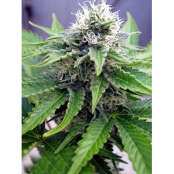 Critical Jack Feminised Seeds