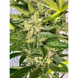 Zkittlez Feminised Seeds